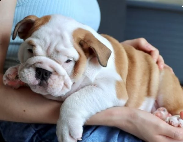 cuccioli bulldog inglese maschio e femmina