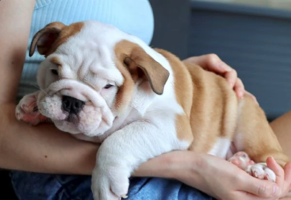 cuccioli bulldog inglese maschio e femmina | Foto 0