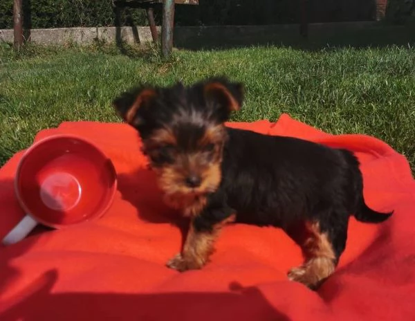 cuccioli di yorkshire toy | Foto 3