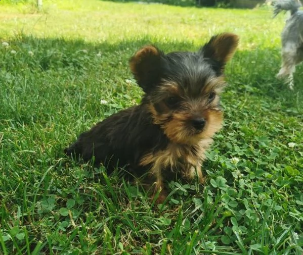 cuccioli di yorkshire toy | Foto 2