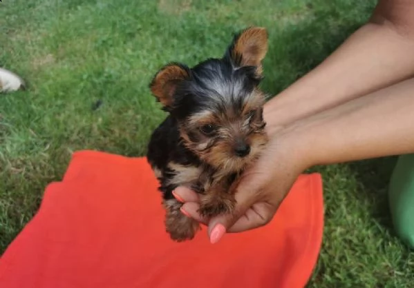 cuccioli di yorkshire toy | Foto 1