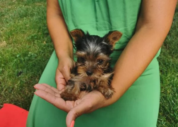 cuccioli di yorkshire toy | Foto 0