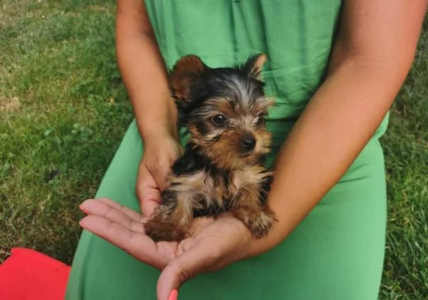 cuccioli di yorkshire toy