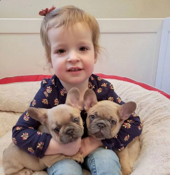 cuccioli di bulldog francese in adozione