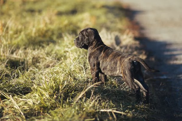 cuccioli di cane corso con pedigree enci | Foto 0