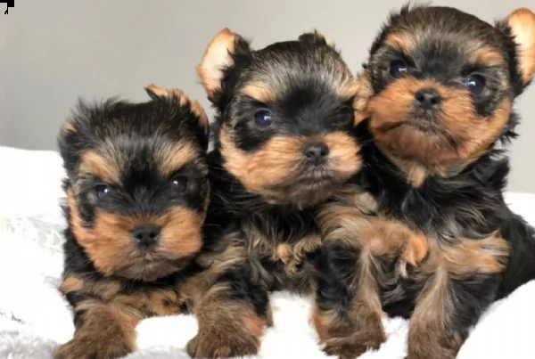 cuccioli di yorkshire terrier in vendita