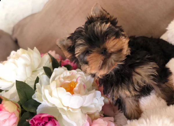 cuccioli di yorkshire terrier in vendita | Foto 1