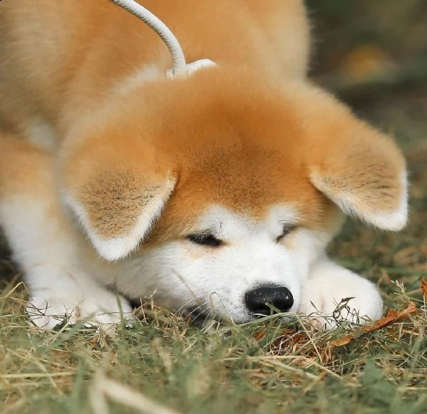 akita inu ho cuccioli di akita maschi e femmine