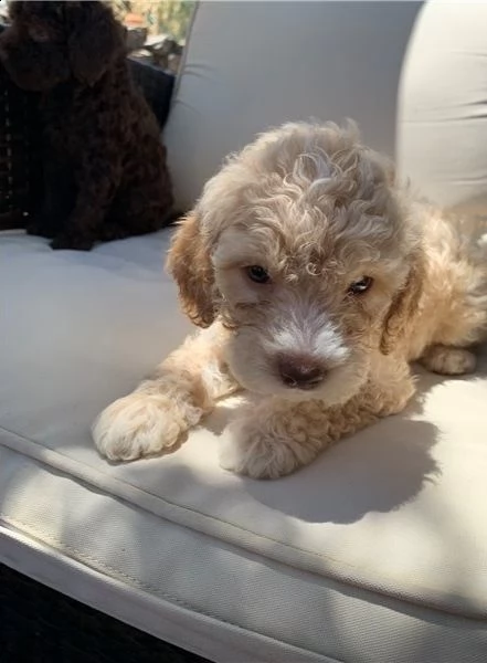 regalo lagotto romagnolo cuccioli meravigliosi  