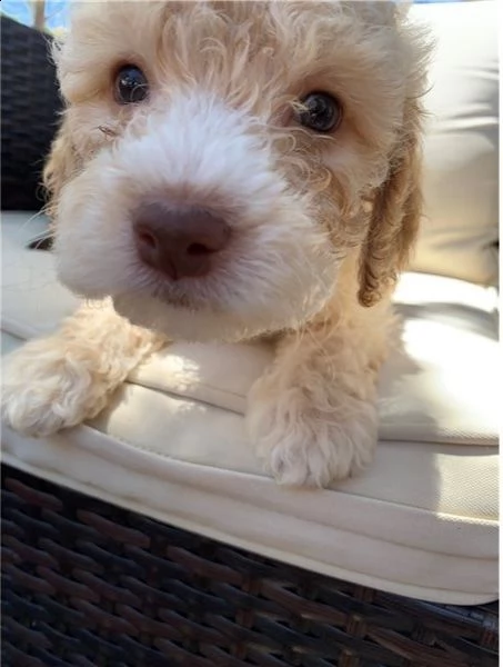 regalo lagotto romagnolo cuccioli meravigliosi   | Foto 0