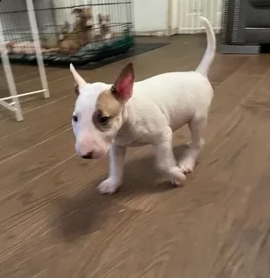 bull terrier cuccioli pronti per consegna