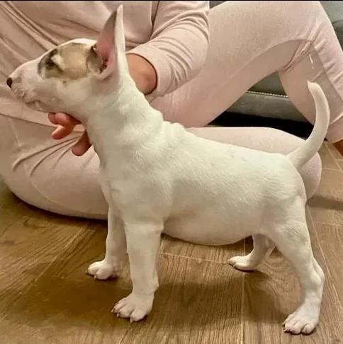bull terrier cuccioli pronti per consegna | Foto 0
