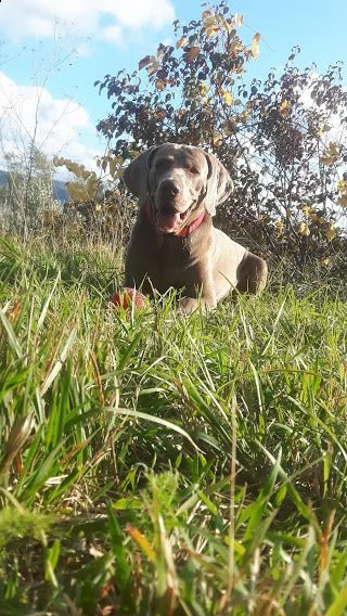 cercasi femmina per accoppiamento | Foto 2