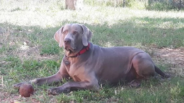 cercasi femmina per accoppiamento | Foto 0