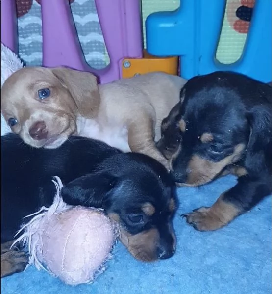 cuccioli bassotti di bassotto tedesco | Foto 2
