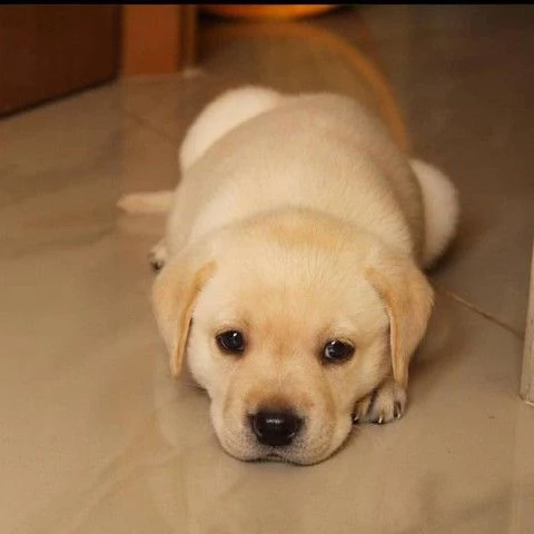 bellissimi e simpatici cuccioli di labrador retrirver