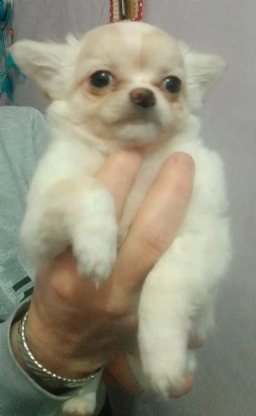 chihuahua