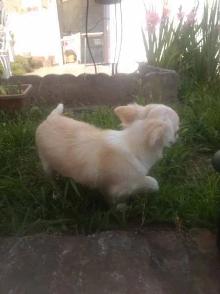 chihuahua | Foto 0