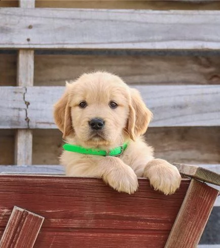 Regalo Golden Retriever Da Privato A Verona Molto Belli E Sani Golden Retriever Cuccioli