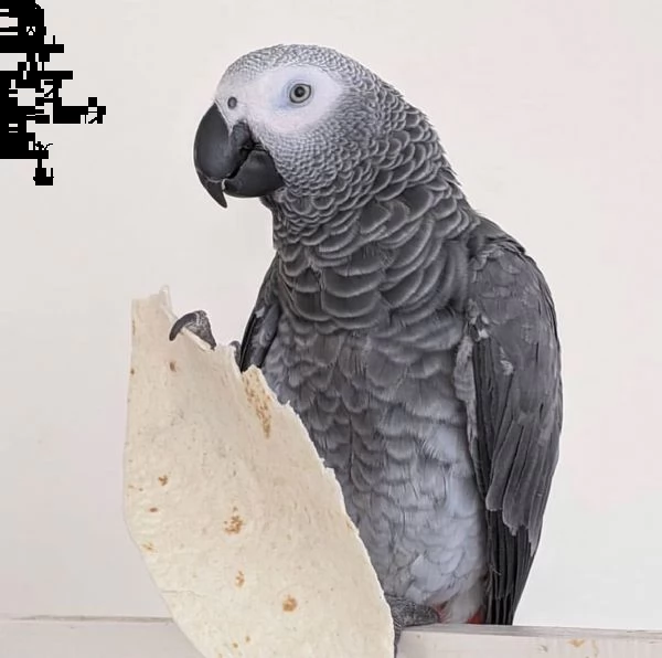pappagallo cenerino africano