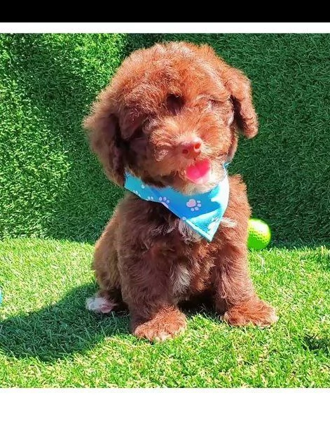 cuccioli maltipoo di 3 mesi