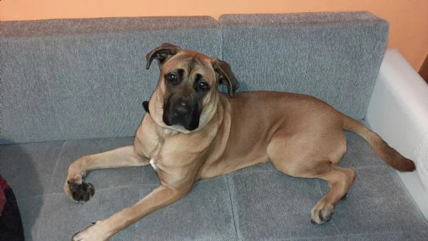 cane corso di 2 anni molto amorevole