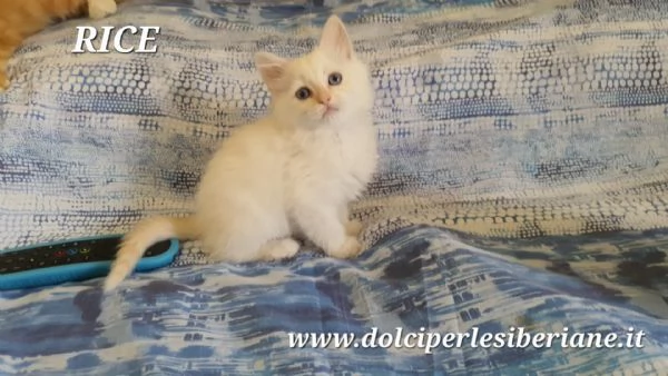 cuccioli gattini siberiani ipoallergenici tutta italia | Foto 2