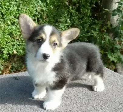 disponibili cuccioli di corgi pembroke | Foto 0