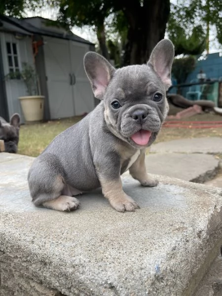 cuccioli di bulldog francese per ladozione