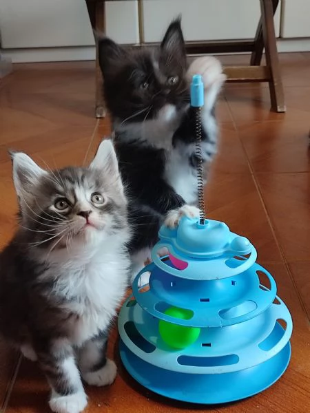 Meravigliosi gattini Maine Coon | Foto 2
