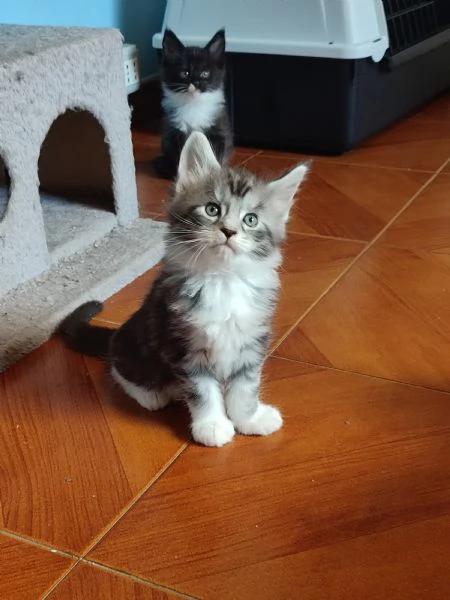 Meravigliosi gattini Maine Coon