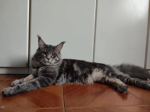 Meravigliosi gattini Maine Coon | Foto 0