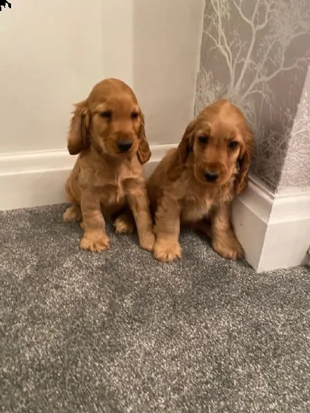   cocker spaniel  