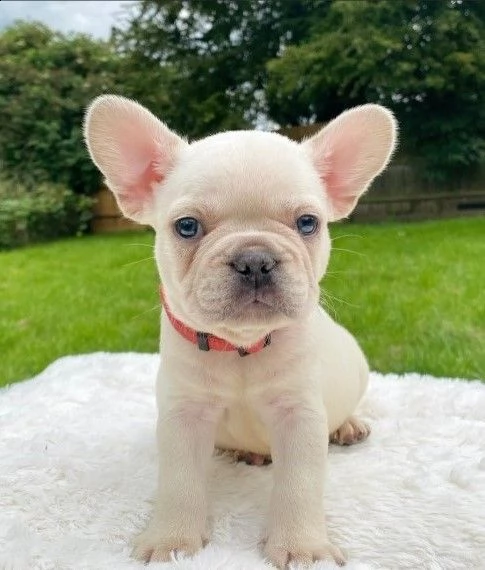 cuccioli bouledogue francese vaccinati