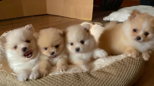 spitz tedesco nano/volpino pomerania 