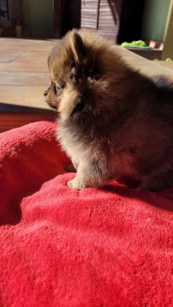 spitz nano tedesco/volpino pomerania  | Foto 4