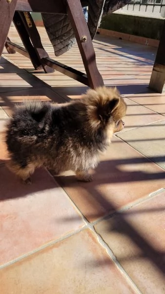 spitz nano tedesco/volpino pomerania  | Foto 3