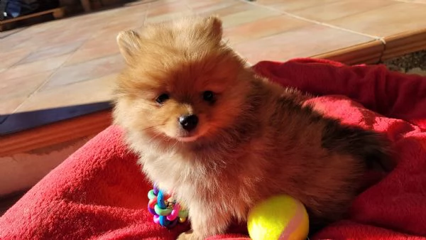 spitz nano tedesco/volpino pomerania  | Foto 2