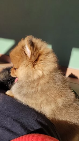 spitz nano tedesco/volpino pomerania  | Foto 1