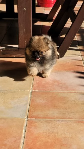 spitz nano tedesco/volpino pomerania 