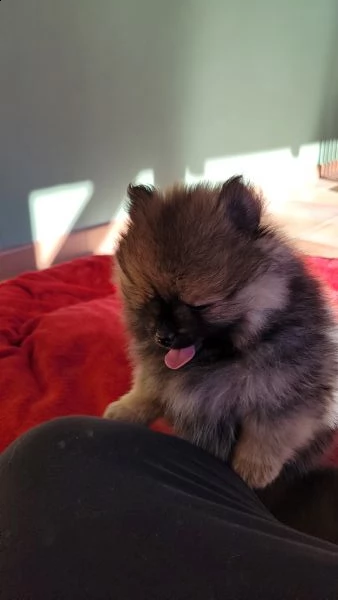 spitz nano tedesco/volpino pomerania  | Foto 0