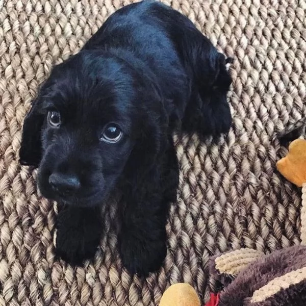 disponibili cuccioli di cocker spaniel giocosi | Foto 2