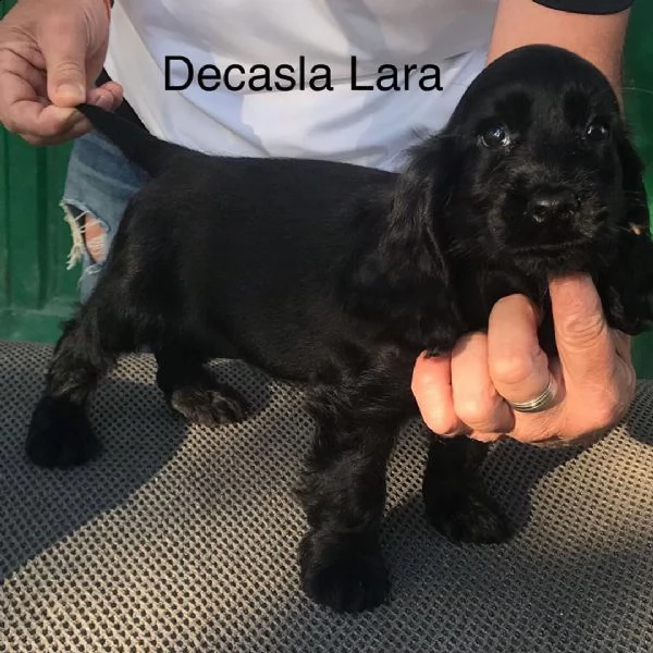 disponibili cuccioli di cocker spaniel giocosi | Foto 1