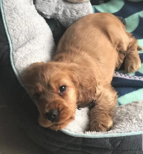 disponibili cuccioli di cocker spaniel giocosi | Foto 0