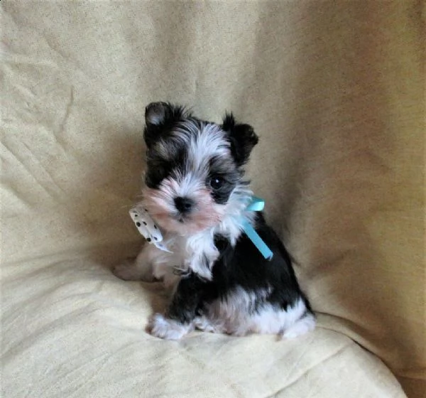 morkie extra mini