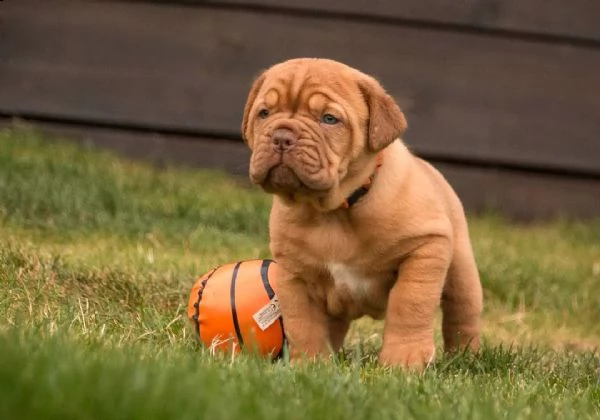 regalo cuccioli dogue de bordeaux