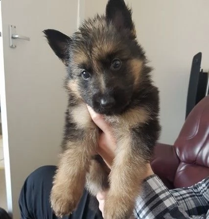 splendidi cuccioli di pastore tedesco gigante