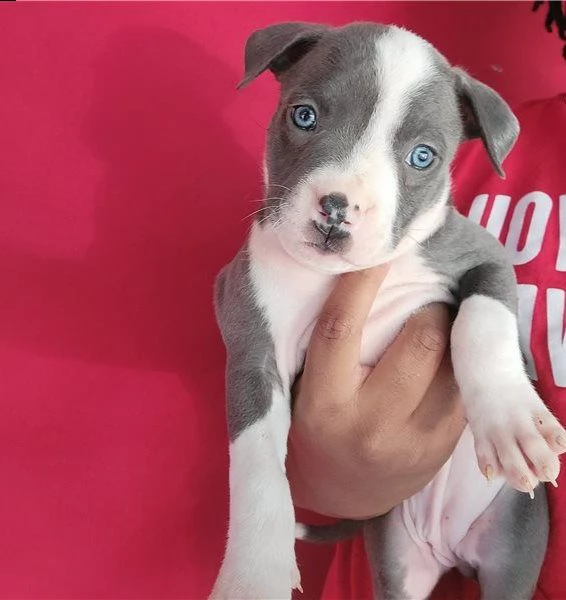 american pitbull terrier cuccioli red nose