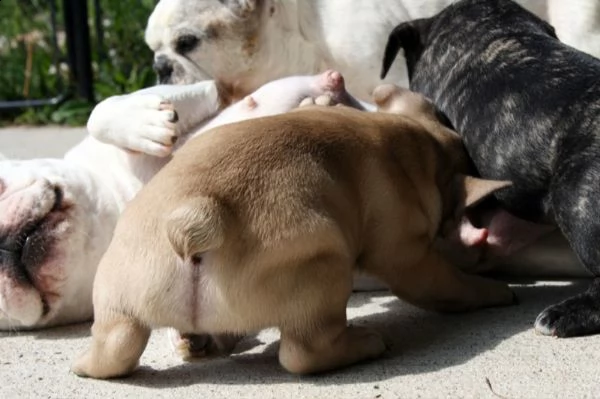 cuccioli di bulldog francese con pedigree enci | Foto 0