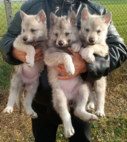 fantastici cuccioli di autentico lupo cecoslovacco